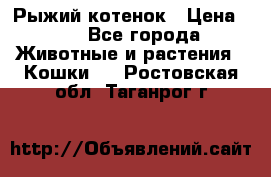 Рыжий котенок › Цена ­ 1 - Все города Животные и растения » Кошки   . Ростовская обл.,Таганрог г.